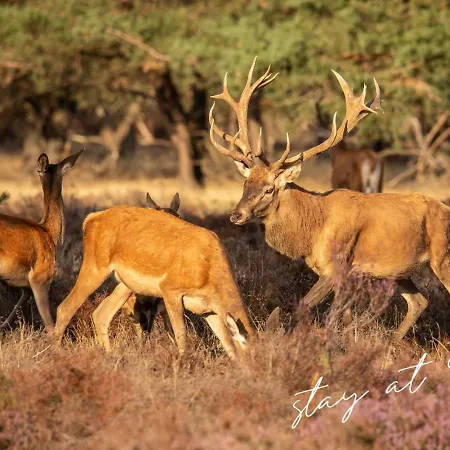 Stayatsas Sam, Middenin Het Bos, Kindvriendelijk, Stijlvol Ingericht, Parkeren Naast Het Huisje,veel Privacy, Ruime Tuin Holiday home Epe