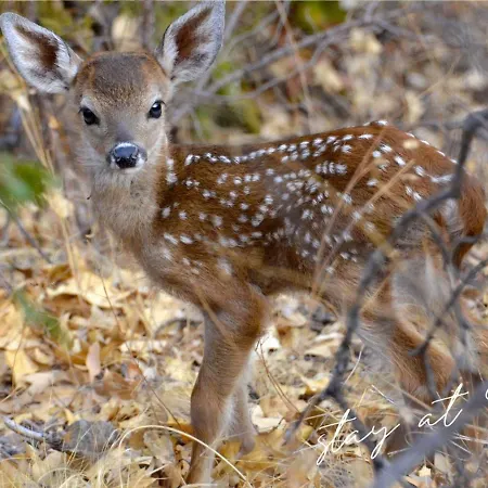 Stayatsas Sam, Middenin Het Bos, Kindvriendelijk, Stijlvol Ingericht, Parkeren Naast Het Huisje,veel Privacy, Ruime Tuin * 伊皮
