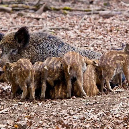 度假居 Stayatsas Sam, Middenin Het Bos, Kindvriendelijk, Stijlvol Ingericht, Parkeren Naast Het Huisje,veel Privacy, Ruime Tuin