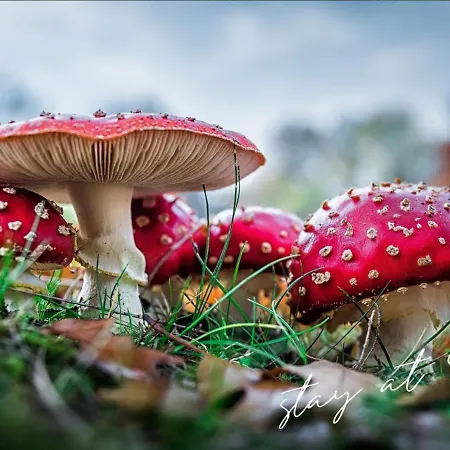 Stayatsas Sam, Middenin Het Bos, Kindvriendelijk, Stijlvol Ingericht, Parkeren Naast Het Huisje,veel Privacy, Ruime Tuin