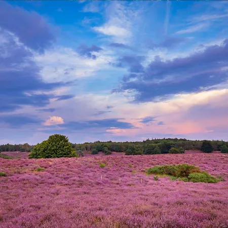 Prázdninový dům Stayatsas Sam, Middenin Het Bos, Kindvriendelijk, Stijlvol Ingericht, Parkeren Naast Het Huisje,veel Privacy, Ruime Tuin