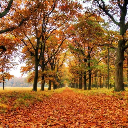 Stayatsas Sam, Middenin Het Bos, Kindvriendelijk, Stijlvol Ingericht, Parkeren Naast Het Huisje,veel Privacy, Ruime Tuin * 伊皮