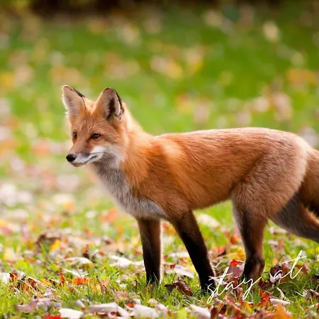 Stayatsas Sam, Middenin Het Bos, Kindvriendelijk, Stijlvol Ingericht, Parkeren Naast Het Huisje,veel Privacy, Ruime Tuin Epe