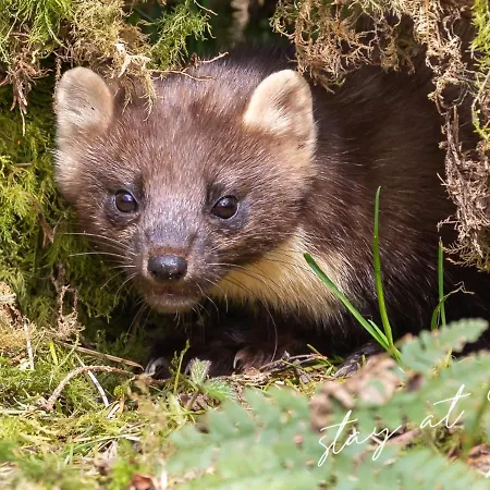 Prázdninový dům Stayatsas Sam, Middenin Het Bos, Kindvriendelijk, Stijlvol Ingericht, Parkeren Naast Het Huisje,veel Privacy, Ruime Tuin