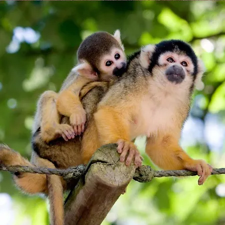 Stayatsas Sam, Middenin Het Bos, Kindvriendelijk, Stijlvol Ingericht, Parkeren Naast Het Huisje,veel Privacy, Ruime Tuin Holiday home *