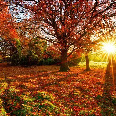 Holiday home Stayatsas Sam, Middenin Het Bos, Kindvriendelijk, Stijlvol Ingericht, Parkeren Naast Het Huisje,veel Privacy, Ruime Tuin *