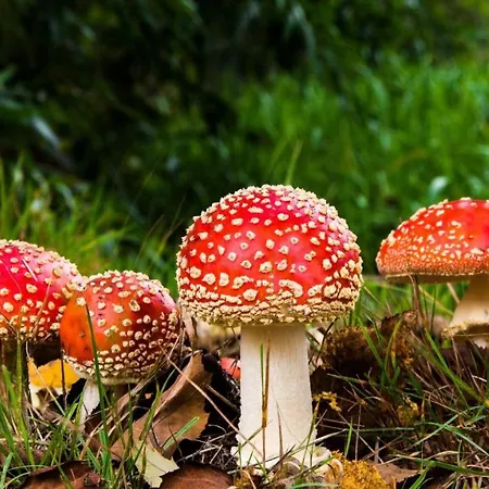 Stayatsas Sam, Middenin Het Bos, Kindvriendelijk, Stijlvol Ingericht, Parkeren Naast Het Huisje,veel Privacy, Ruime Tuin *