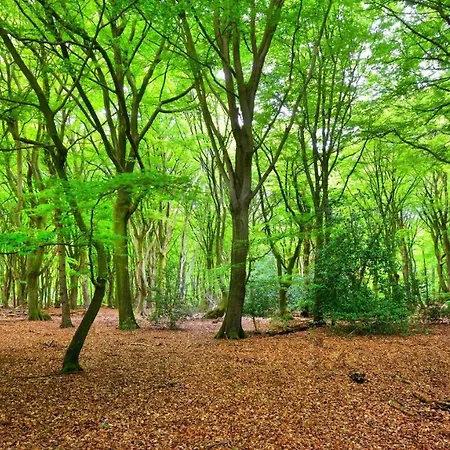 Stayatsas Sam, Middenin Het Bos, Kindvriendelijk, Stijlvol Ingericht, Parkeren Naast Het Huisje,veel Privacy, Ruime Tuin 度假居