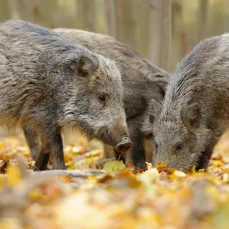 Stayatsas Sam, Middenin Het Bos, Kindvriendelijk, Stijlvol Ingericht, Parkeren Naast Het Huisje,veel Privacy, Ruime Tuin * 伊皮