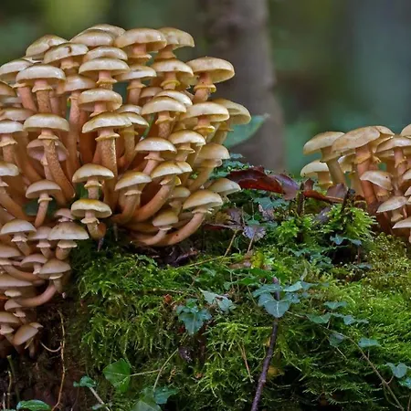 Stayatsas Sam, Middenin Het Bos, Kindvriendelijk, Stijlvol Ingericht, Parkeren Naast Het Huisje,veel Privacy, Ruime Tuin * Epe