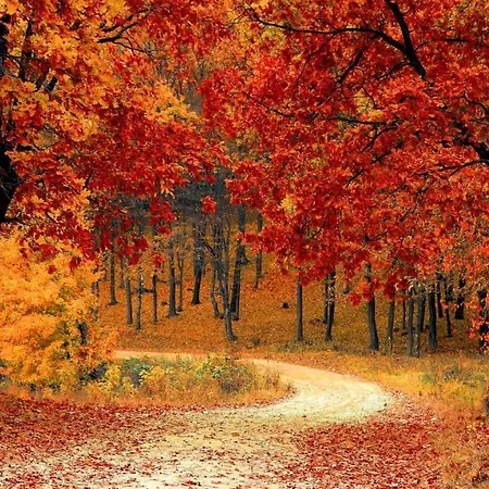 Stayatsas Sam, Middenin Het Bos, Kindvriendelijk, Stijlvol Ingericht, Parkeren Naast Het Huisje,veel Privacy, Ruime Tuin Epe