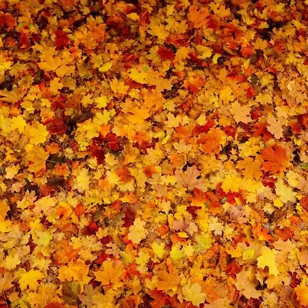 Stayatsas Sam, Middenin Het Bos, Kindvriendelijk, Stijlvol Ingericht, Parkeren Naast Het Huisje,veel Privacy, Ruime Tuin