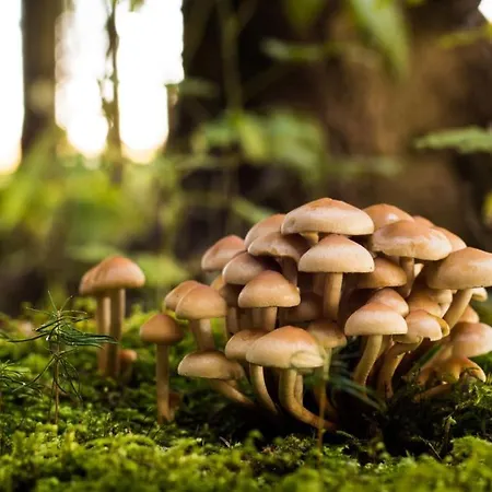 Stayatsas Sam, Middenin Het Bos, Kindvriendelijk, Stijlvol Ingericht, Parkeren Naast Het Huisje,veel Privacy, Ruime Tuin Holiday home *