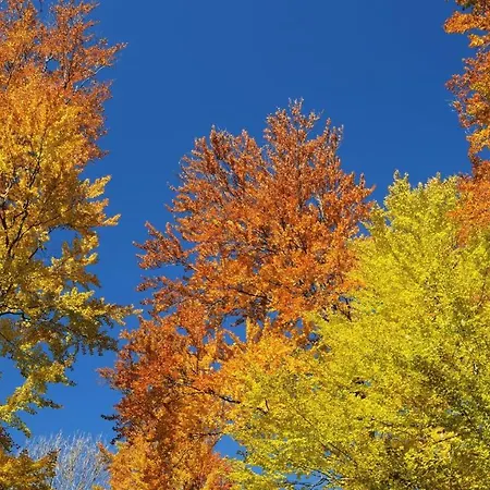 Stayatsas Sam, Middenin Het Bos, Kindvriendelijk, Stijlvol Ingericht, Parkeren Naast Het Huisje,veel Privacy, Ruime Tuin 伊皮