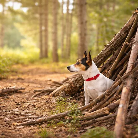 Holiday home Natuurhuisje In Het Bos Met Rustige Ligging En Ruime Tuin Stijlvol Ingericht Stayatsas Sam *