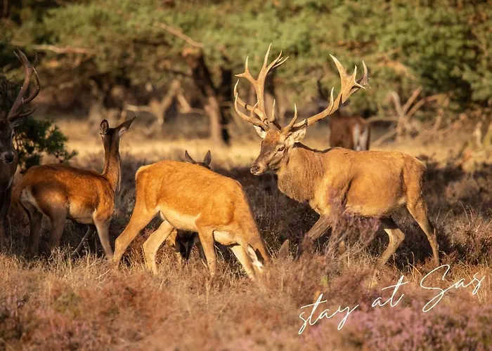 Stayatsas Sam, Middenin Het Bos, Kindvriendelijk, Stijlvol Ingericht, Parkeren Naast Het Huisje,veel Privacy, Ruime Tuin Semesterbostad Epe