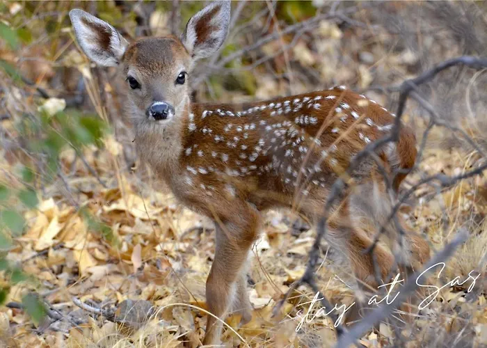 Stayatsas Sam, Middenin Het Bos, Kindvriendelijk, Stijlvol Ingericht, Parkeren Naast Het Huisje,veel Privacy, Ruime Tuin * Epe