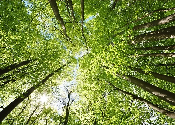 Semesterbostad Stayatsas Sam, Middenin Het Bos, Kindvriendelijk, Stijlvol Ingericht, Parkeren Naast Het Huisje,veel Privacy, Ruime Tuin