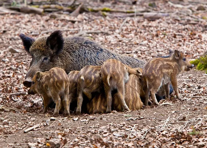 Dom wakacyjny Stayatsas Sam, Middenin Het Bos, Kindvriendelijk, Stijlvol Ingericht, Parkeren Naast Het Huisje,veel Privacy, Ruime Tuin