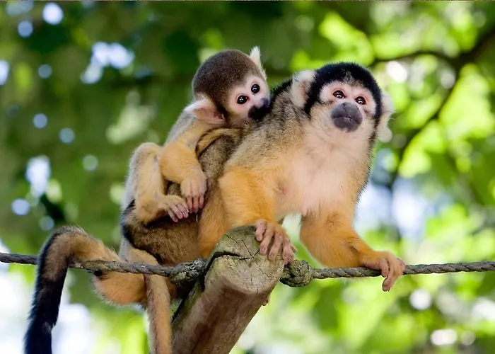 Stayatsas Sam, Middenin Het Bos, Kindvriendelijk, Stijlvol Ingericht, Parkeren Naast Het Huisje,veel Privacy, Ruime Tuin Dom wakacyjny *