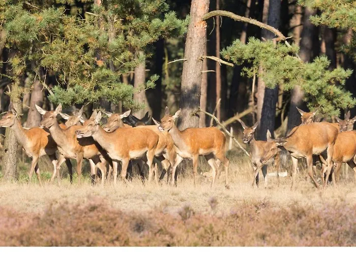 Dom wakacyjny Stayatsas Sam, Middenin Het Bos, Kindvriendelijk, Stijlvol Ingericht, Parkeren Naast Het Huisje,veel Privacy, Ruime Tuin Epe