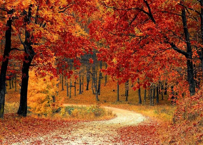 Stayatsas Sam, Middenin Het Bos, Kindvriendelijk, Stijlvol Ingericht, Parkeren Naast Het Huisje,veel Privacy, Ruime Tuin Epe