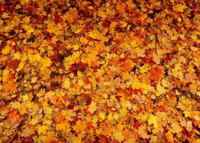 Stayatsas Sam, Middenin Het Bos, Kindvriendelijk, Stijlvol Ingericht, Parkeren Naast Het Huisje,veel Privacy, Ruime Tuin