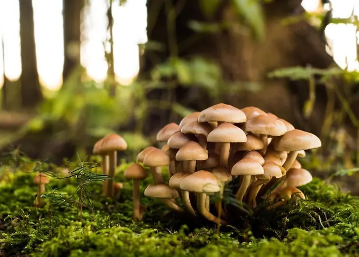 Stayatsas Sam, Middenin Het Bos, Kindvriendelijk, Stijlvol Ingericht, Parkeren Naast Het Huisje,veel Privacy, Ruime Tuin Dom wakacyjny *