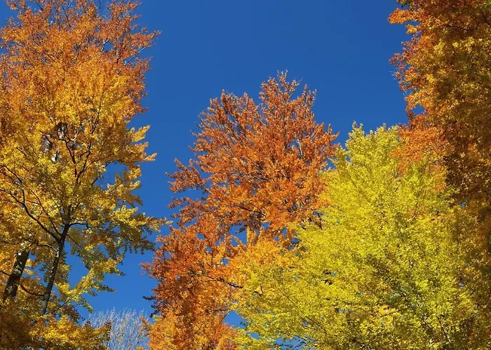 Stayatsas Sam, Middenin Het Bos, Kindvriendelijk, Stijlvol Ingericht, Parkeren Naast Het Huisje,veel Privacy, Ruime Tuin Epe