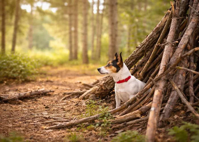 Holiday home Natuurhuisje In Het Bos Met Rustige Ligging En Ruime Tuin Stijlvol Ingericht Stayatsas Sam *
