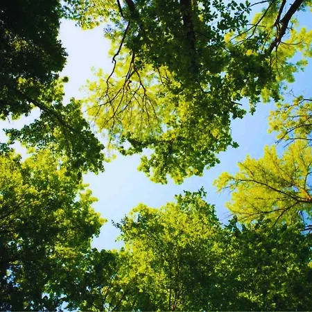 Stayatsas Sam, Middenin Het Bos, Kindvriendelijk, Stijlvol Ingericht, Parkeren Naast Het Huisje,veel Privacy, Ruime Tuin *