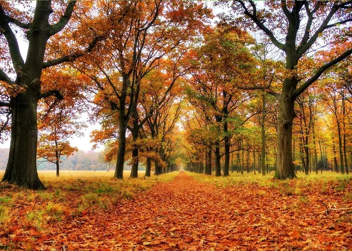 Stayatsas Sam, Middenin Het Bos, Kindvriendelijk, Stijlvol Ingericht, Parkeren Naast Het Huisje,veel Privacy, Ruime Tuin * Epe