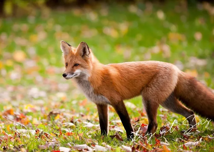 Stayatsas Sam, Middenin Het Bos, Kindvriendelijk, Stijlvol Ingericht, Parkeren Naast Het Huisje,veel Privacy, Ruime Tuin Epe