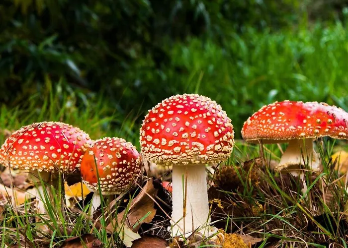 Stayatsas Sam, Middenin Het Bos, Kindvriendelijk, Stijlvol Ingericht, Parkeren Naast Het Huisje,veel Privacy, Ruime Tuin *