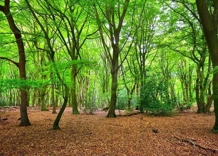 Stayatsas Sam, Middenin Het Bos, Kindvriendelijk, Stijlvol Ingericht, Parkeren Naast Het Huisje,veel Privacy, Ruime Tuin Сasa de vacaciones