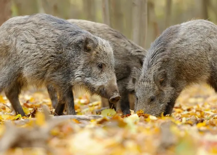 Stayatsas Sam, Middenin Het Bos, Kindvriendelijk, Stijlvol Ingericht, Parkeren Naast Het Huisje,veel Privacy, Ruime Tuin * Epe