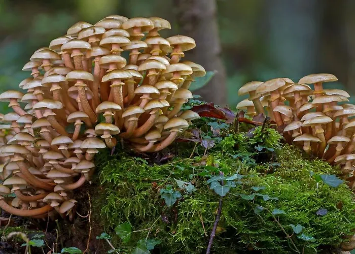 Stayatsas Sam, Middenin Het Bos, Kindvriendelijk, Stijlvol Ingericht, Parkeren Naast Het Huisje,veel Privacy, Ruime Tuin * Epe