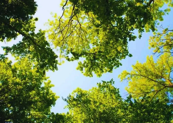 Stayatsas Sam, Middenin Het Bos, Kindvriendelijk, Stijlvol Ingericht, Parkeren Naast Het Huisje,veel Privacy, Ruime Tuin *